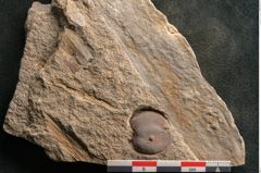Foto (Detailansicht) von Cyclocarpus sp.  (NHMW-GEO-2024-0188-11155)
